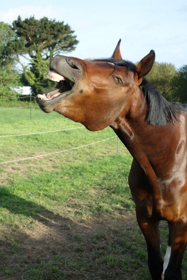 benessere del cavallo