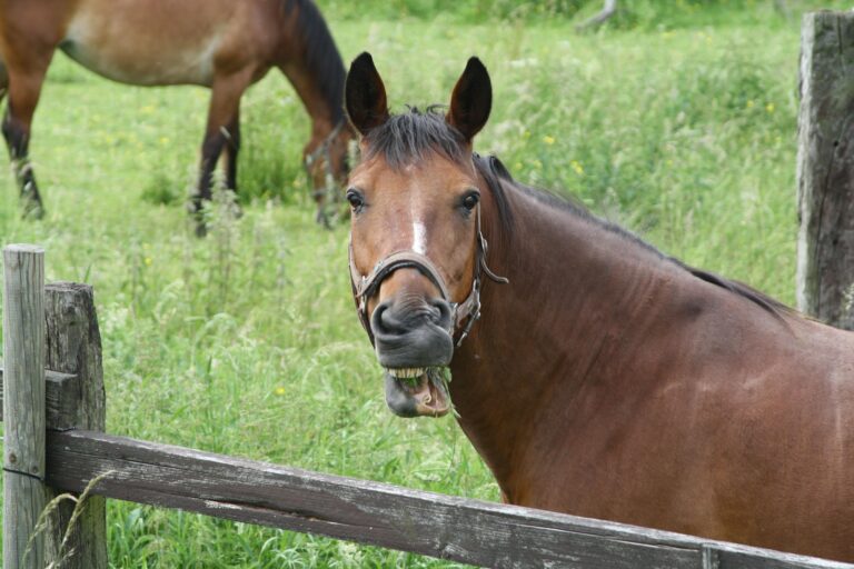Il benessere del cavallo e formazione esperienziale